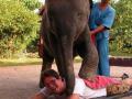 इथे 'हत्ती' देतात मसाज - Marathi News | Here 'elephants' offer massages | Latest international News at Lokmat.com
