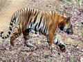 'जय' वाघाच्या हत्येच्या संशयावरून दोघे संशयित ताब्यात - Marathi News | Two suspects were arrested on the suspicion of 'Jai' Tiger murder | Latest maharashtra News at Lokmat.com