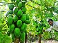 उसाच्या पट्ट्यात दिला पपई लागवडीने नफा - Marathi News | Profit by Papaya Plant in Sugarcane Plates | Latest maharashtra News at Lokmat.com