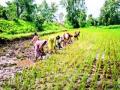 खरिपातील पिकांचे हमीदर ठरणार फेब्रुवारीत! - Marathi News | Kharif crops will be guaranteed in February! | Latest maharashtra News at Lokmat.com