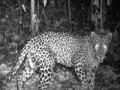 बिबट्याच्या हल्ल्यात गुराख्याचा मृत्यू - Marathi News | Death of a cow in a leopard attack | Latest maharashtra News at Lokmat.com