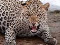दोन दिवस... बिबट्यासोबत लढाई - Marathi News | Two days ... fighting with a leopard | Latest maharashtra News at Lokmat.com