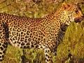 मुरबाडमध्ये बिबट्याचे भय संपत नाही! - Marathi News | Do not end the fear of the leopard in Murbad! | Latest maharashtra News at Lokmat.com