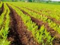 हळद पीक बहरले... - Marathi News | Turmeric crop emerges ... | Latest yavatmal News at Lokmat.com