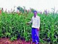 टोकन पद्धतीने बाजरीची लागवड यशस्वी - Marathi News | Successful cultivation of millet in token method | Latest nashik News at Lokmat.com