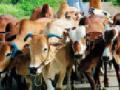 कत्तलीसाठी जाणाऱ्या १३ जनावरांची सुटका - Marathi News | 13 rescued animals released for slaughter | Latest yavatmal News at Lokmat.com