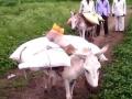 VIDEO- शेतीच्या मालासाठी शेतकऱ्यांचे वाहन ठरते गाढव! - Marathi News | VIDEO-Farmer's vehicle for donkey farming makes asshole! | Latest maharashtra News at Lokmat.com