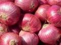 कांदा विक्रीची पावती नसल्याने शेतकरी राहणार मदतीपासून वंचित - Marathi News | Since there is no receipt of onion sales, the farmers will be deprived of help | Latest buldhana News at Lokmat.com