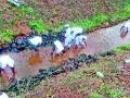 अखेर पुनेगावचे पाणी पोहचले दरसवाडी धरणात - Marathi News | After all, the water of Punegaon was in Daswadi dam | Latest nashik News at Lokmat.com