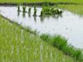 कृषी कंपन्यांवर तेजीचा ‘पाऊस’ - Marathi News | Rapid 'rain' on agricultural companies | Latest business News at Lokmat.com
