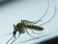 शहरात डेंग्यूचा कहर सुरूच - Marathi News | Dengue havoc in the city | Latest maharashtra News at Lokmat.com