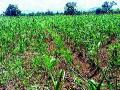 खरिपाची पिके वाया जाण्याची भीती - Marathi News | Fear of being lost to Kharif crops | Latest nashik News at Lokmat.com