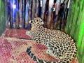 गुनाट येथे बिबट्या पिंजऱ्यात जेरबंद - Marathi News | Leopard caged in gunat | Latest maharashtra News at Lokmat.com