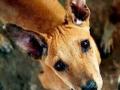 मोकाट कुत्र्यांचा बंदोबस्त कोण लावणार ? - Marathi News | Who will handle the mob dogs? | Latest maharashtra News at Lokmat.com