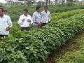 फूलकोबीची सरीवरंबा पध्दतीने लागवड - Marathi News | Cultivated flower cobbler | Latest akola News at Lokmat.com