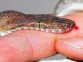 नाशिकमध्ये महिलेला सर्पदंश - Marathi News | Snakebite woman in Nashik | Latest maharashtra News at Lokmat.com