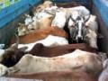 कत्तलखान्यात जाणाऱ्या ३७ गुरांची सुटका - Marathi News | 37 cows rescued in slaughter house | Latest gondia News at Lokmat.com