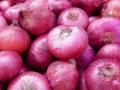 कांद्याबाबत केंद्राची योजनाच नाही - Marathi News | The center does not have plans for onions | Latest national News at Lokmat.com