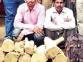 चंदन तस्करांना एक दिवसाचा एफसीआर - Marathi News | One day FCR of sandalwood smugglers | Latest gondia News at Lokmat.com