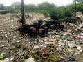बडनेरा शहरात अस्वच्छतेचा कहर - Marathi News | Waste of the city of Badnera | Latest amravati News at Lokmat.com