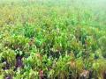 सोयाबीनचे पीक करपले ! - Marathi News | Soybean Crop! | Latest akola News at Lokmat.com