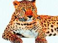 शेलपिंपळगावात बिबट्याचे दर्शन - Marathi News | The sight of the leopard in Sheelpimpalgaon | Latest pune News at Lokmat.com