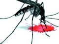 सिद्धनाथवाडीत घरटी डेंग्यूचा रुग्ण - Marathi News | Homeowner dengue sufferers in Siddhanadawadi | Latest satara News at Lokmat.com