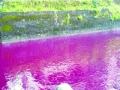 डोंबिवलीत प्रदूषणाचा ‘रंग’ - Marathi News | 'Color' of Dombivli pollution | Latest maharashtra News at Lokmat.com