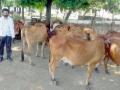 सिंदी पालिकेसमोर गायींसह युवकाचे उपोषण - Marathi News | Young people's fasting with cows | Latest vardha News at Lokmat.com