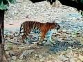 राळेगावातील वाघ टिपण्यासाठी ५० कॅमेरांचा ट्रॅप - Marathi News | Trap of 50 cameras to trace Ralegaon tiger | Latest yavatmal News at Lokmat.com
