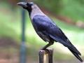 काकस्पर्श होईना... गावावर म्हणे कावळा रुसलाय! - Marathi News | Kaksharp Haina ... The village is said to be a raven! | Latest satara News at Lokmat.com