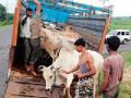 कत्तलीसाठी जाणारी ७२ जनावरे पकडली - Marathi News | 72 animals for slaughter have been caught | Latest chandrapur News at Lokmat.com