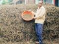 उडीद व सोयाबीन पिकाचे अतिपावसाने नुकसान - Marathi News | Extreme loss of uradi and soya bean crops | Latest yavatmal News at Lokmat.com