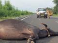 राष्ट्रीय महामार्गावर अपघातात गारद होताहेत मुकी जनावरे - Marathi News | In the crash on the national highway, the guinea cattle are missing | Latest amravati News at Lokmat.com