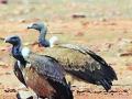गिधाड संवर्धनाची दखल जागतिक स्तरावर - Marathi News | Worldwide attention of vulture conservation | Latest maharashtra News at Lokmat.com