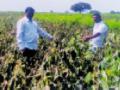 पावसाने कापूस पिकाचे मोठ्या प्रमाणात नुकसान - Marathi News | Large scale loss of cotton crop | Latest chandrapur News at Lokmat.com