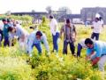 श्रमदानातून राबविले किल्ल्यात स्वच्छता अभियान - Marathi News | Cleanliness drive through the labor force in Rabwil Fort | Latest chandrapur News at Lokmat.com