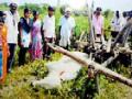 वीज तारांच्या स्पर्शाने बैल ठार - Marathi News | Electricity killed the bull by touching the wires | Latest yavatmal News at Lokmat.com
