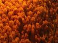 ठाण्यात तब्बल ३०० टन झेंडुच्या फुलांची विक्री - Marathi News | Sale of 300 tonnes of Jhandeu flowers in Thane | Latest thane News at Lokmat.com