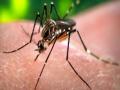 डेंग्यू हा तर किरकोळ आजार - आरोग्य विभाग - Marathi News | Dengue is the only minor disease - Health Department | Latest thane News at Lokmat.com
