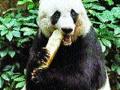 सर्वात वृद्ध पांडाला दयामरण - Marathi News | Mercy of the oldest Panda | Latest international News at Lokmat.com
