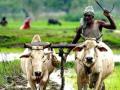 चला निसर्गाकडे! - Marathi News | Go to nature! | Latest maharashtra News at Lokmat.com