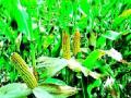 मका, बाजरीच्या कापणीस वेग - Marathi News | Maize, wheat harvest | Latest nashik News at Lokmat.com