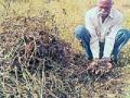 दिग्रस तालुक्यात उभ्या सोयाबीन पिकाचे नुकसान - Marathi News | Damage of standing soybean crop in Digras taluka | Latest yavatmal News at Lokmat.com