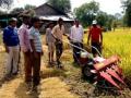 चारसूत्री भात लागवडीचा प्रयोग आदिवासी भागात ठरला लाभदायी - Marathi News | Beneficiaries in the tribal areas utilized the use of Charusutri rice cultivation | Latest maharashtra News at Lokmat.com