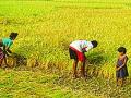 भातकापणीसाठी मजूर महागले - Marathi News | Labors have become expensive for irrigating | Latest raigad News at Lokmat.com