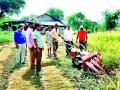 चारसूत्री भात लागवडीचा प्रयोग - Marathi News | Use of Charsoot rice cultivation | Latest nashik News at Lokmat.com