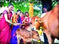 पंचकुंडी कामधेनू गायत्री यज्ञाने वसूबारस उत्साहात - Marathi News | Panchkundi Kamdhenu Gayatri Yagnae excels in the excuse | Latest national News at Lokmat.com