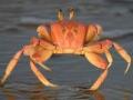खेकड्याच्या नव्या प्रजातीला ठाकरेंचं नाव - Marathi News | Name of the new species of crab | Latest sindhudurga News at Lokmat.com