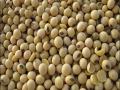 ‘नाफेड’मार्फत सोयाबीन खरेदी - Marathi News | Buy soybean through 'NAFED' | Latest maharashtra News at Lokmat.com